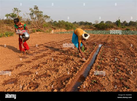 Farmer sowing seed, Panara Caste, Ulnar village, Chattisgarh, India Stock Photo - Alamy