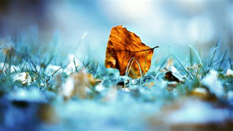 🔥 [130+] Autumn Leaf Wallpapers | WallpaperSafari