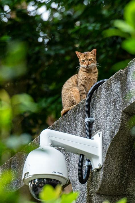 Selective Focus Photography of Cat Above White Security Camera · Free Stock Photo