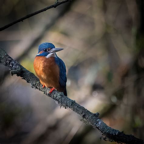 Male Kingfisher on the Blackwater River 16th April 2021 - Ian Hardacre