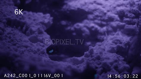 Fish Symbiosis - Flashlight fish Photoblepharon palpebratum in cave 6K ...