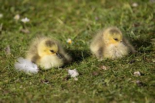 Two cute | Two very young Canada geese (Branta canadensis), … | Flickr