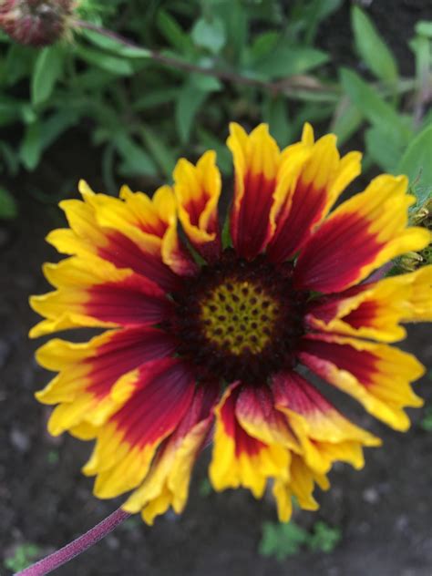 Buy Gaillardia flower Seeds - BloomyBliss