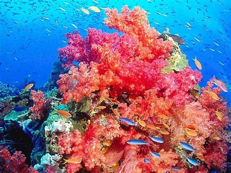 Stunning Coral Reef Photos | Coral reef pictures, Coral reef ...