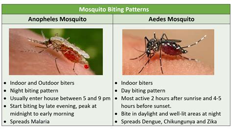 Anopheles Mosquito Bite