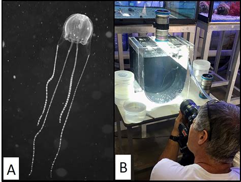 Box Jellyfish Venom Mechanism