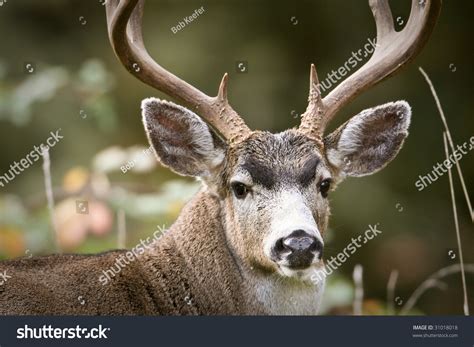 Blacktail Deer Buck Antlers Stock Photo 31018018 - Shutterstock