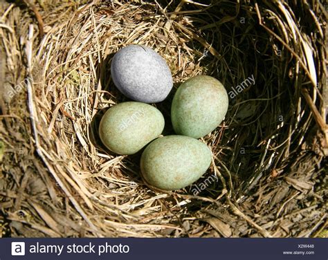 Cuckoo Bird Egg Stock Photos & Cuckoo Bird Egg Stock Images - Alamy