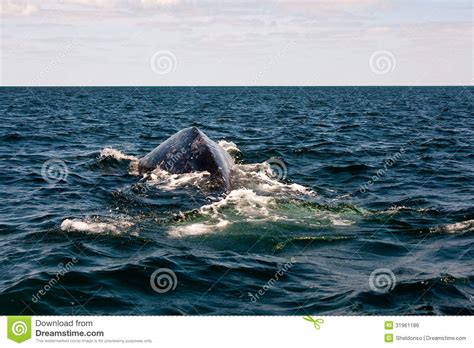 Grey Whale Migration stock photo. Image of magdalena - 31961186