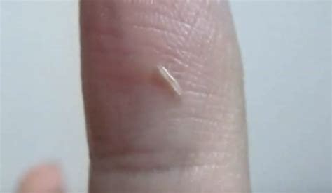 What Do Silverfish Look Like? 6 Bugs That Look Like Silverfish