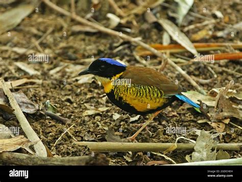 Gurney's Pitta (Hydrornis gurneyi) adult male on forest floor Khao Nor ...