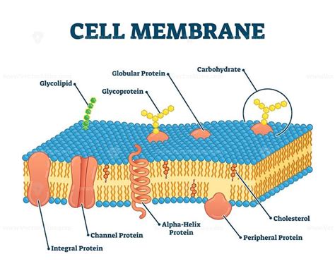 Cell Membrane Diagram Biology Now | My XXX Hot Girl