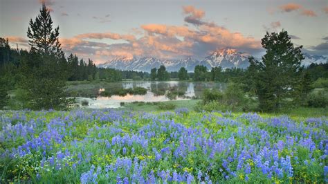 Wildflowers in Field by Pond at Sunrise – Empire State Forensics