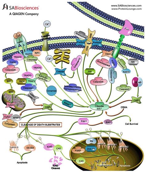 Pathway Central: Caspase Cascade | Biochemistry, Pathways, Signal transduction