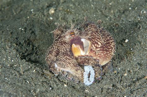 Coconut Octopus Photograph by Andrew J. Martinez - Pixels