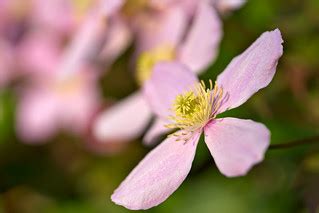 Clematis | Berg-Waldrebe - anemone clematis - clematis monta… | Flickr