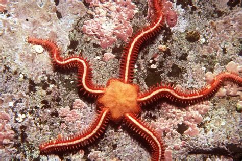 Common Brittle Star – Ophiothrix fragilis - Other