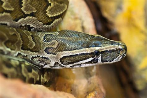 African Rock Python In A Tree Stock Photo - Image of indigenous, sebae: 106268928