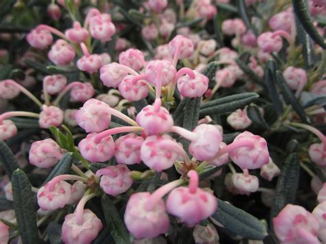 Bog Rosemary Blue Ice: Growth and Care Guide - GFL Outdoors