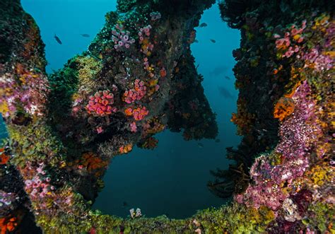 Coral Reefs of the Andaman Islands | RoundGlass | Sustain