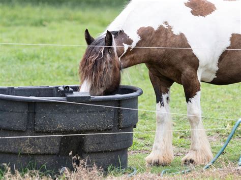 Horse Water Trough: What You Need To Know & 5 Best Options