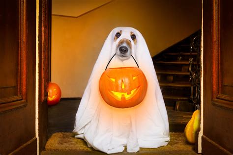 10 best dog costumes to dress up your pooch for Halloween | indy100 | indy100