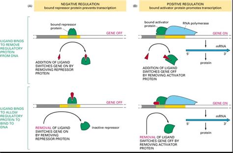 Difference Between Regulatory And Repressor Protein - Relationship Between