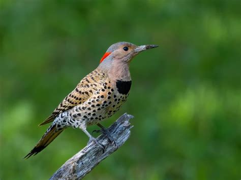 Northern Flicker or Red-bellied Woodpecker: What Are The… | Birdfact