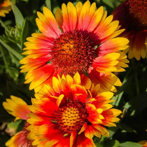 Indian Blanket Gaillardia Wildflower Seeds - 1 Oz - Annual Wild Flower Garden Seeds - Gaillardia ...