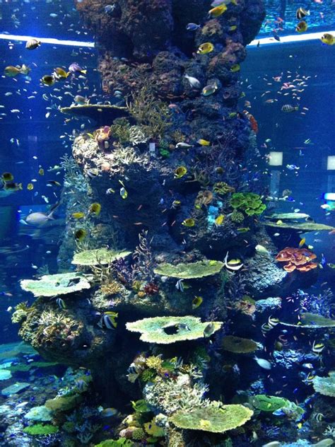 S.E.A. Aquarium