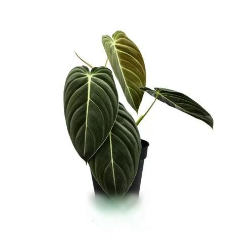 Philodendron Melanochrysum – Elite Agricultural Services