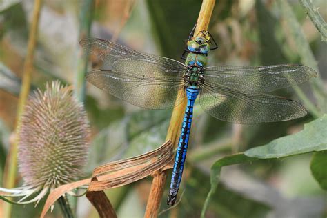 Emperor Dragonfly – wildlifemacro