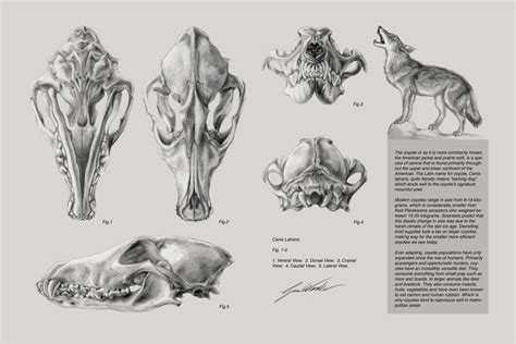 An informational poster on coyote skull anatomy I... | The Art & Ponderings of Grace Washko