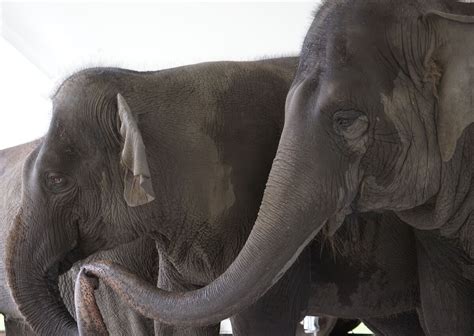 Retired Circus Elephants Go to Wildlife Refuge in Florida