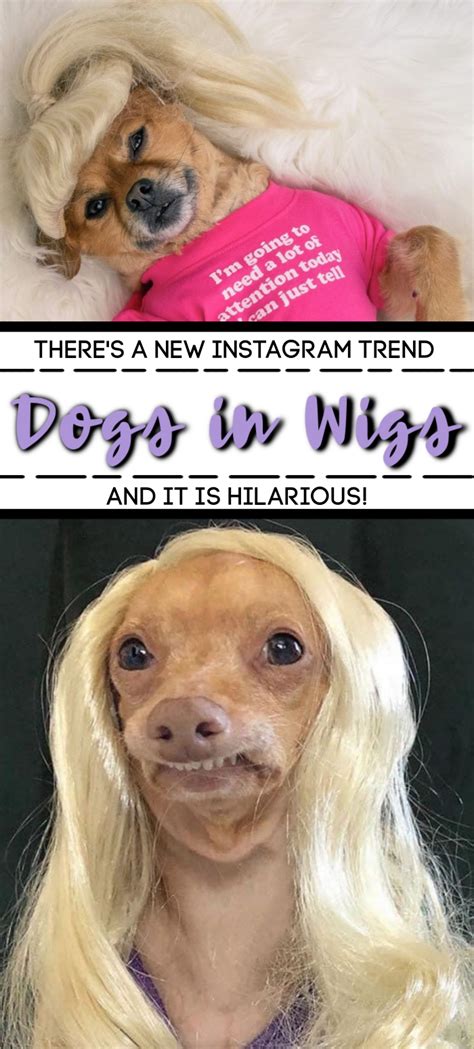 Dogs In Wigs Is The New Hot Trend And We Are Here For It in 2021 ...