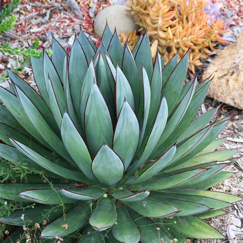 Blue American Agave Plant | www.PlantsExpress.com