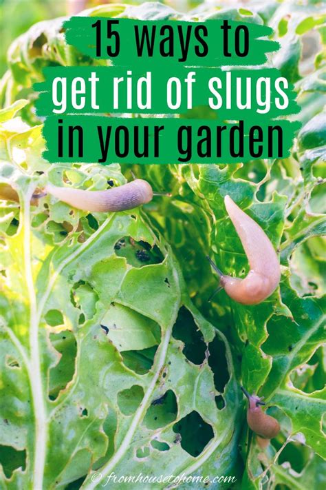 How To Get Rid of Slugs In the Garden Naturally