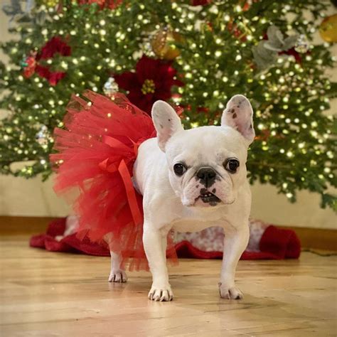 20 Cute Dog Christmas Outfits To Get Your Pup in the Holiday Spirit