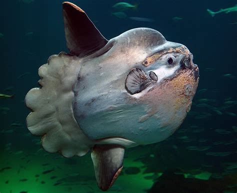 Biology: Sunfish • Mares - Scuba Diving Blog