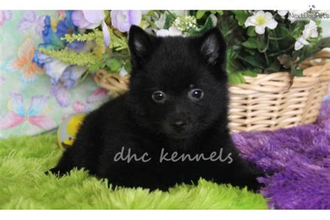 Schipperke puppy for sale near Springfield, Missouri | 4b46096d-c321