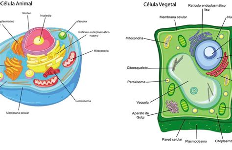 Estructura Y Función De La Célula Animal