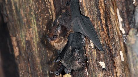 Babbling Bats May Shed Light on Language Development | Chicago News | WTTW