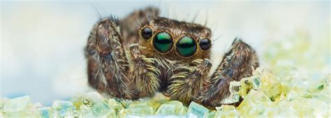 What Do Spiders Eat - Diet of Common House Spiders