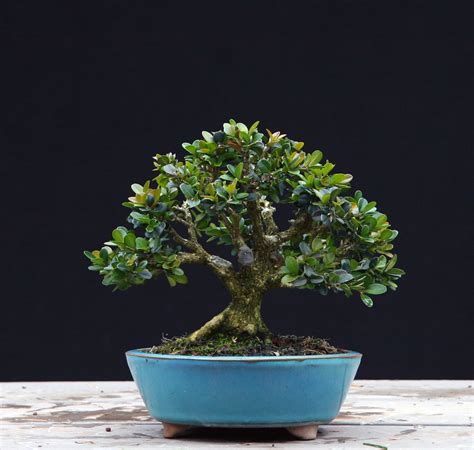 Pin on Buxus Sempervirens Bonsai