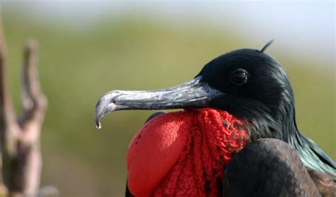 The Biomimicry Manual: Frigate Bird | Inhabitat - Green Design, Innovation, Architecture, Green ...