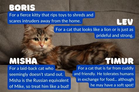 Russian Cat Names With Meanings for Your Koshka - PetsTime