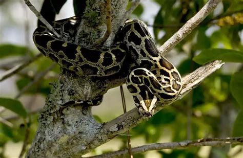 Burmese Python - Description, Habitat, Image, Diet, and Interesting Facts