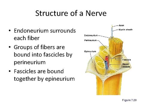 Nerves and Special Senses Anatomy Physiology Rainier JrSr