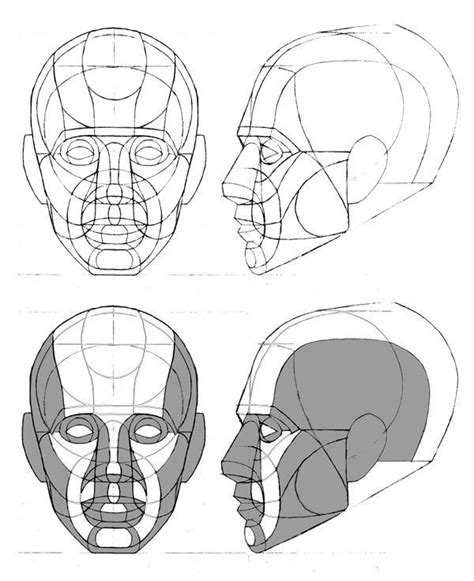 Human Anatomy Drawing Reference Head