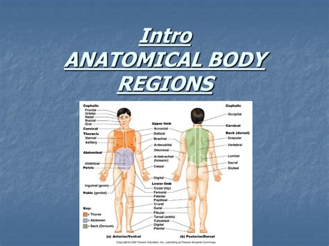 ANATOMICAL BODY REGIONS